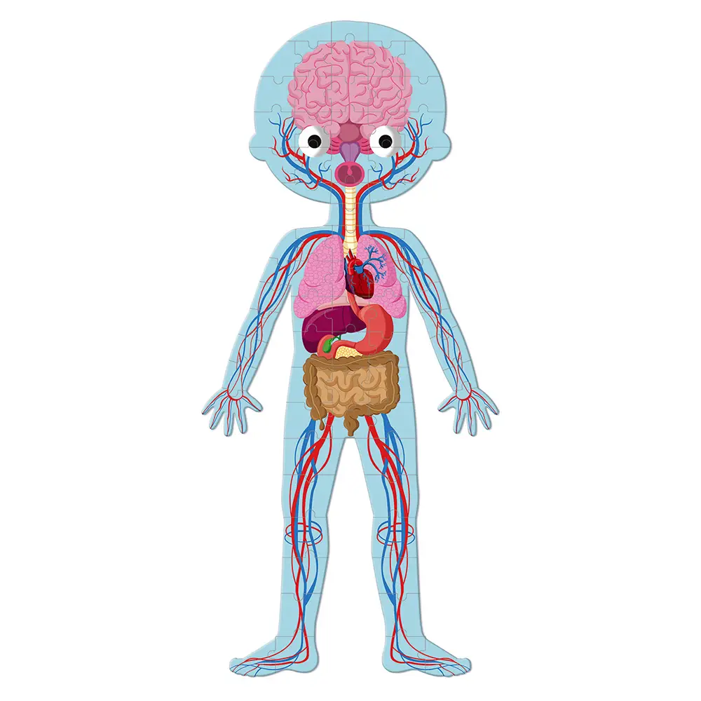 Educational Puzzle Human Body - Image 3
